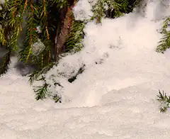 white weasel pops out of snow