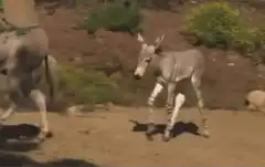 Baby wild ass running with mother