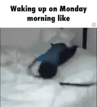 Chimpanzee waking up on Monday morning