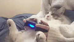 Cat playing video game with person