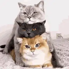 Three cats stacked in a pile