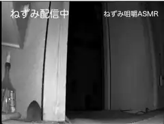 mouse eating ASMR stream