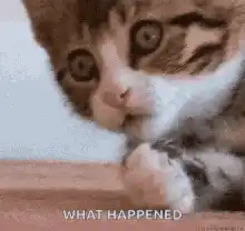 confused kitten what happened