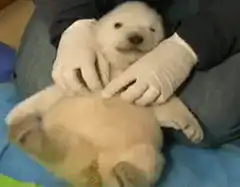 baby polar bear belly rub