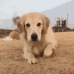 Golden Retriever Puppy Smiling