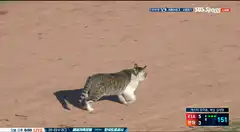 Cat runs across baseball field