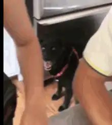 Black dog with wide eyes