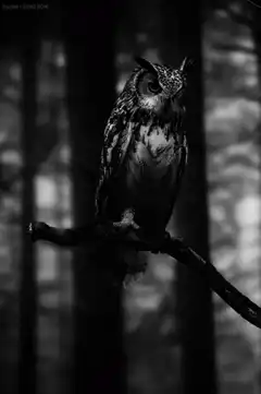 black and white owl on branch