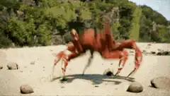 giant red crab on beach