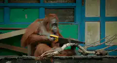 orangutan sawing a branch