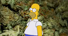 Homer Simpson hiding in weed