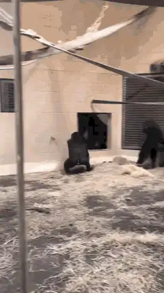 Gorilla turns around to show its butt