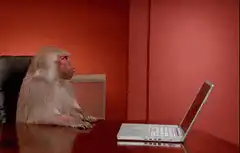 monkey slams laptop shut