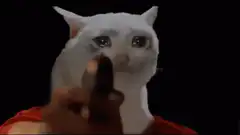 Cat with gun pointing at camera