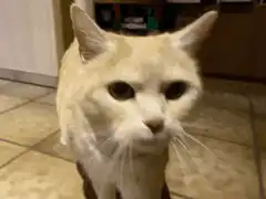 Cat sniffs camera then looks away