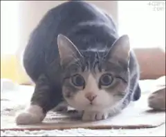 Cat then Shaq