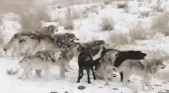 wolf pack howling in snow
