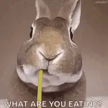 Rabbit eating dandelion
