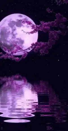 purple moon and cherry blossoms reflection