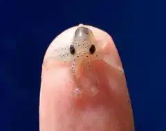 tiny octopus on fingertip