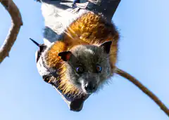 bat hanging upside down