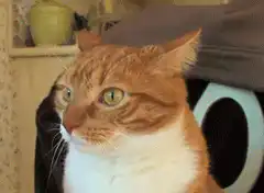 orange tabby cat looking around