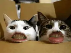 two cats with big teeth in a box