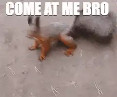 Squirrel stands up and poses