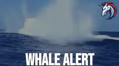 Nostr Whale Alert