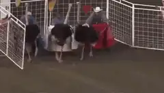 Ostrich cart race