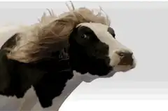 Cow with long blonde hair