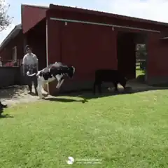 Calf runs across green field