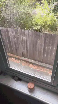 Hummingbird lands on red cap