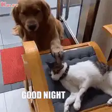 Golden Retriever says good night to cat