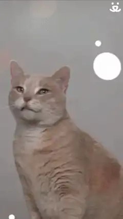 Cat looks good today