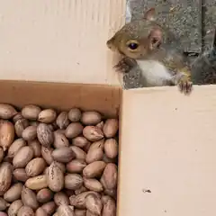 squirrel peeking into box of pecans