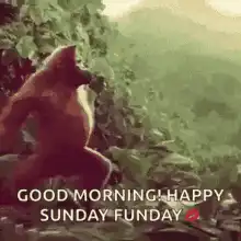 Orangutan dancing with Sunday Funday text