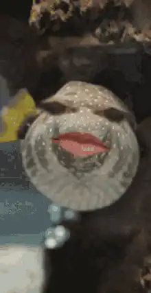 Smiling pufferfish underwater