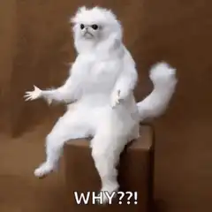 Confused white cat WHY?!