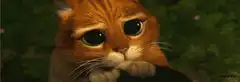 Sad orange cat with big eyes