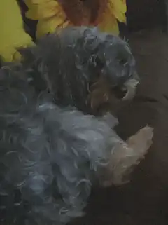 Fluffy grey dog with sunflower
