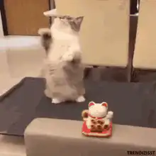Cat mimics lucky cat figurine