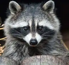 Close-up of a raccoon peeking over a log