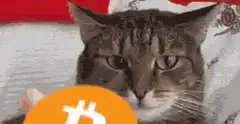 Cat with Bitcoin on head