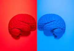 Red and Blue Brain Split