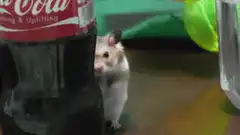 Hamster peeking from behind Coca-Cola bottle