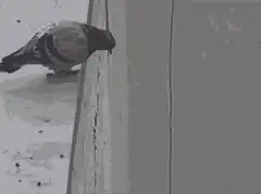 pigeon pecks wall then falls off