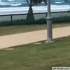 Dog jumps over fence into ocean