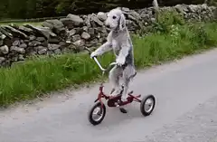 dog riding a tricycle