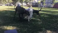 Two dogs playing in a fenced yard